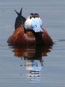 male White-headed Duck  - Oxyura leucocephala © John Muddeman